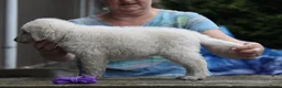 Kuvasz honden te koop: **Bijzondere Kuvasz pups uit een droomcombinatie** - Advertentie 9