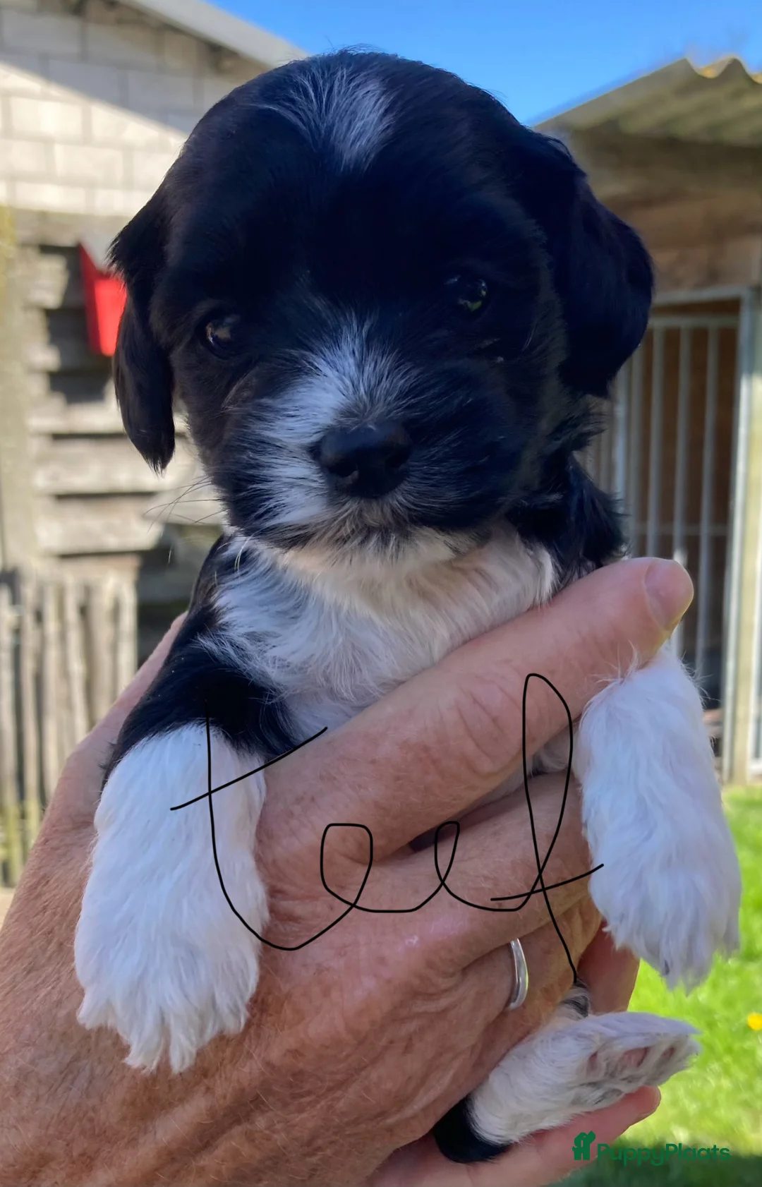 Kruising honden te koop: Mooie boomerpups 🥰 - Advertentie 9