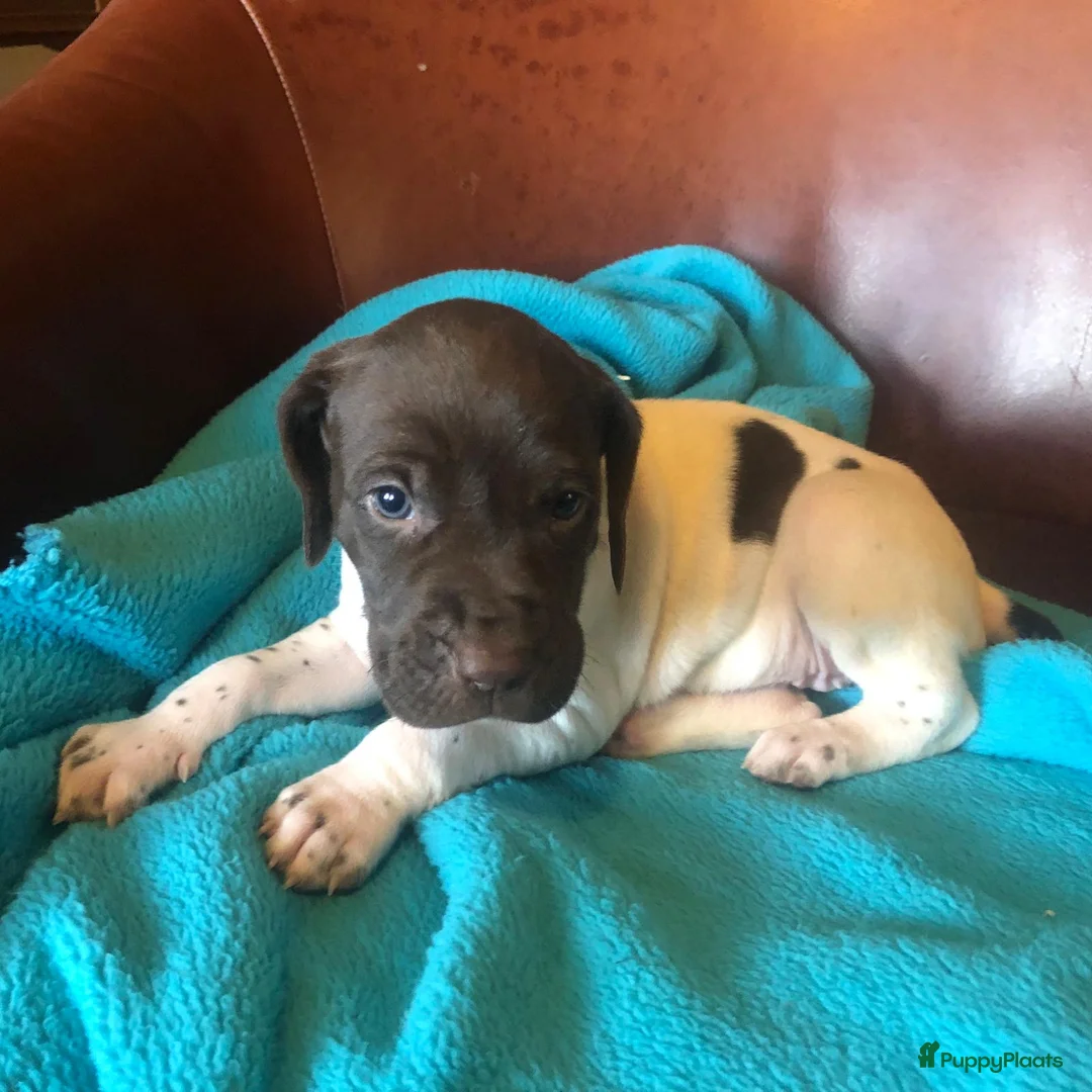 Duitse Staande Hond Korthaar honden te koop: Duitse staande korthaar pups - Advertentie 7