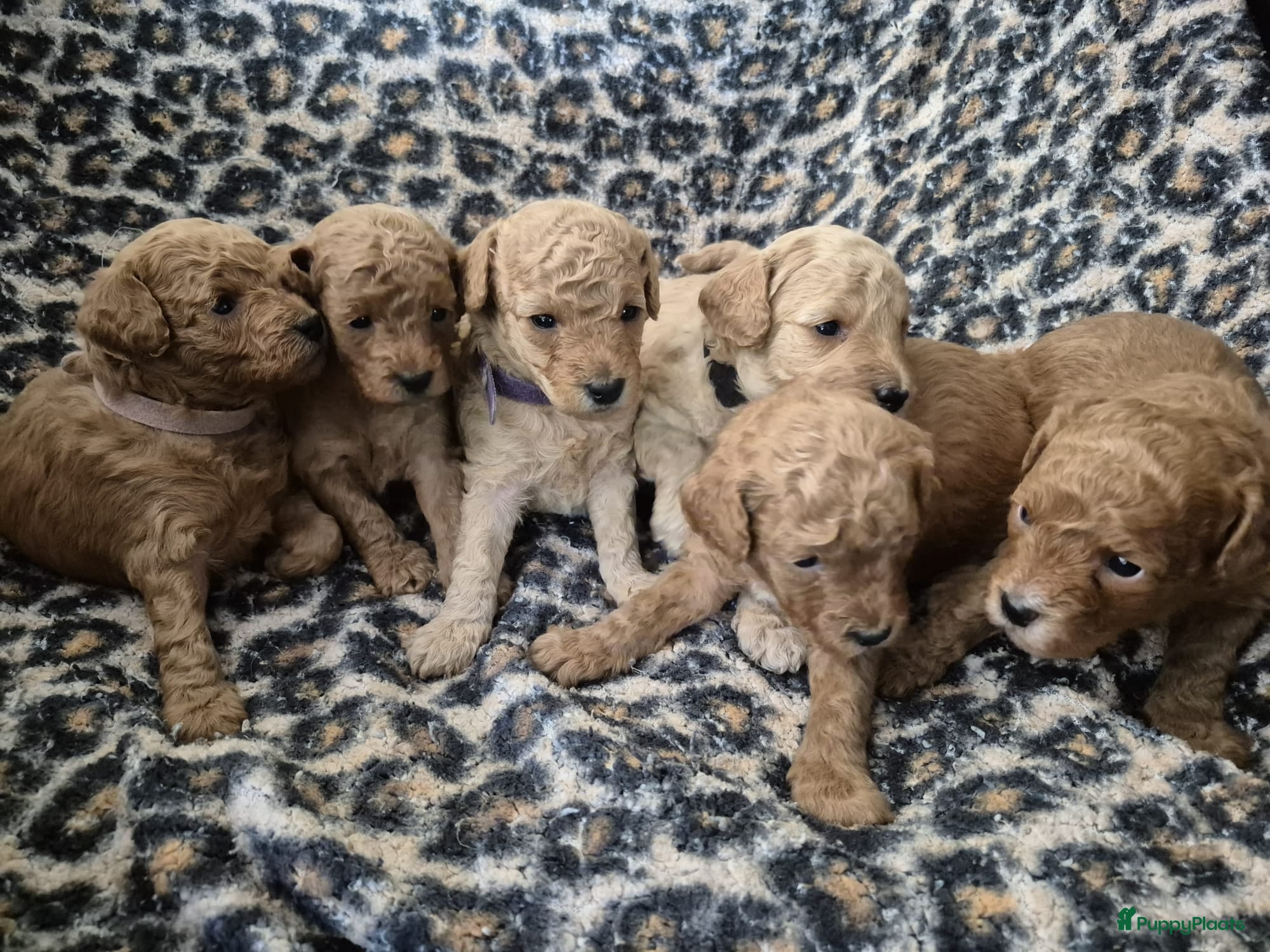 Poedel Toy honden Prachtige, gezonde, sociale toypoedel pups ️ - Advertentie 1