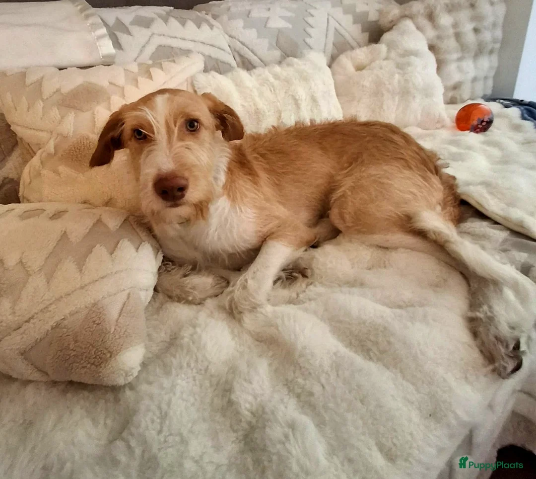 Kruising honden ter adoptie: Balie  zoekt een gouden mandje  - Advertentie 2