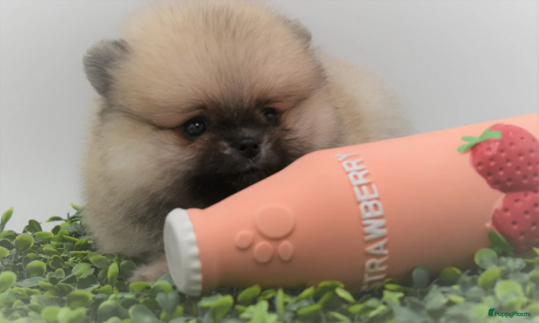 Galerij afbeelding {{count}}