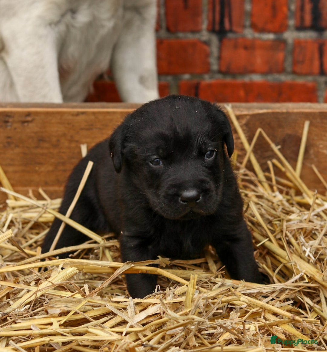 Labrador Retriever honden te koop: Prachtige sociale labrador pups te koop - Advertentie 14