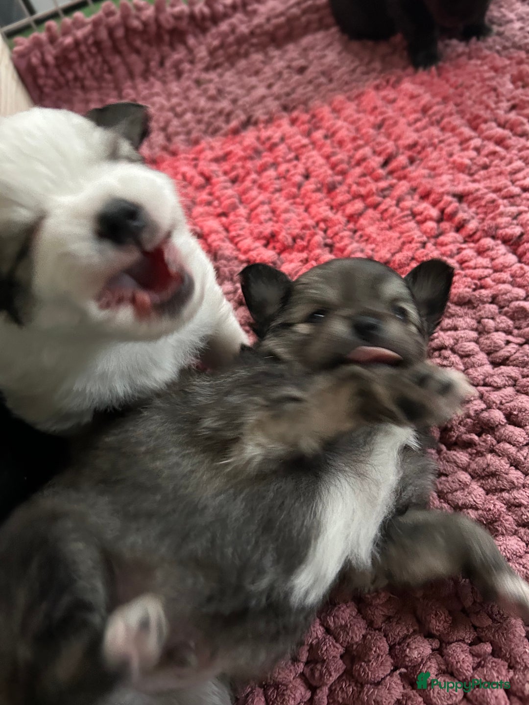 Pomchi honden te koop: Pomchi reutje - Advertentie 23