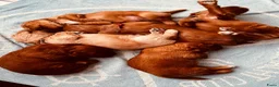 Australian Labradoodle honden te koop: Prachtige Australian Labradoodle pups in Velp - Advertentie 27