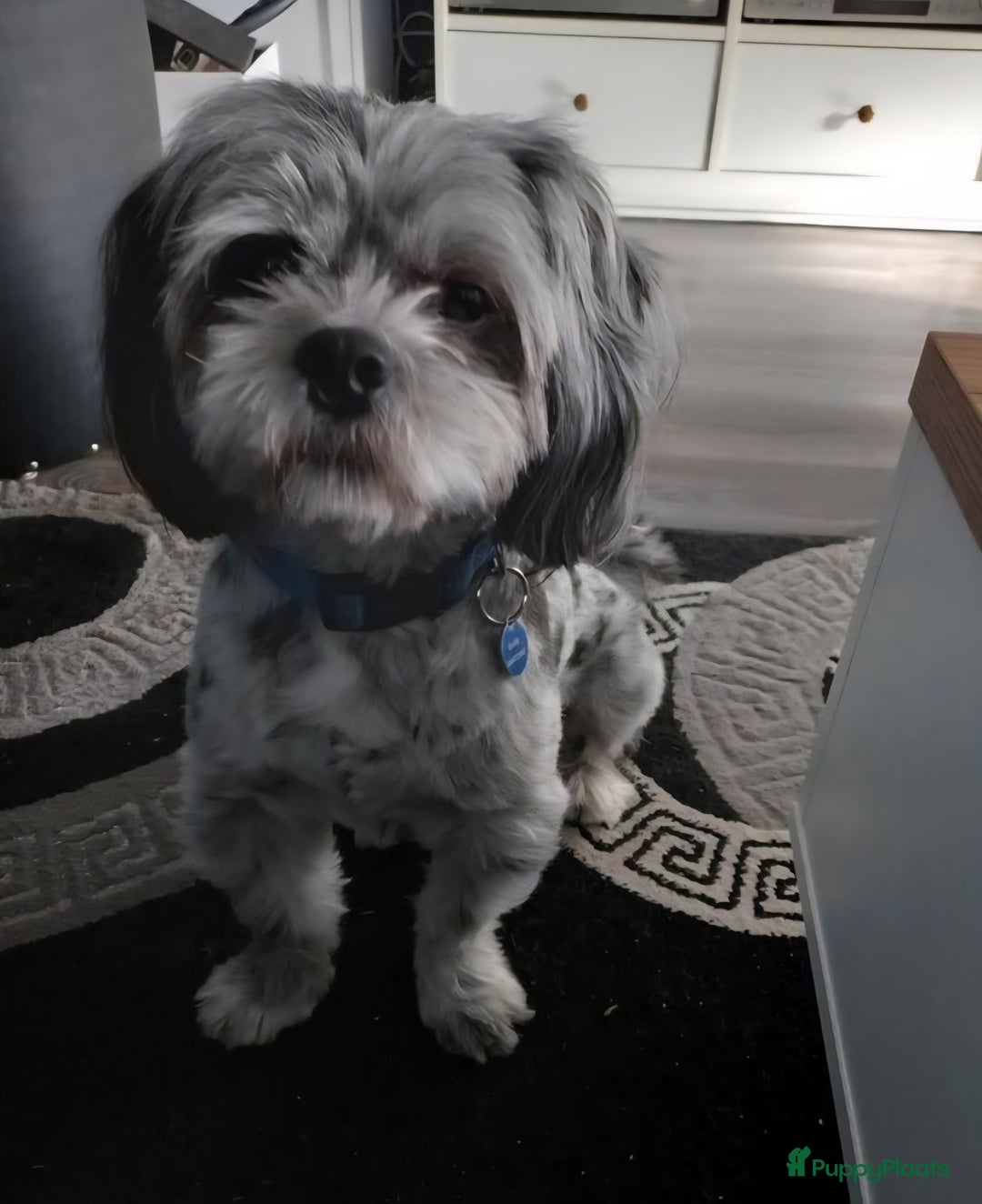 Shih Tzu honden te koop: Shih Tzu diverse kleuren , merle teefje - Advertentie 4