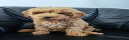 Cockapoo honden te koop: Cockapoo pup (Toy Poedel x Cocker Spaniël) - Advertentie 12