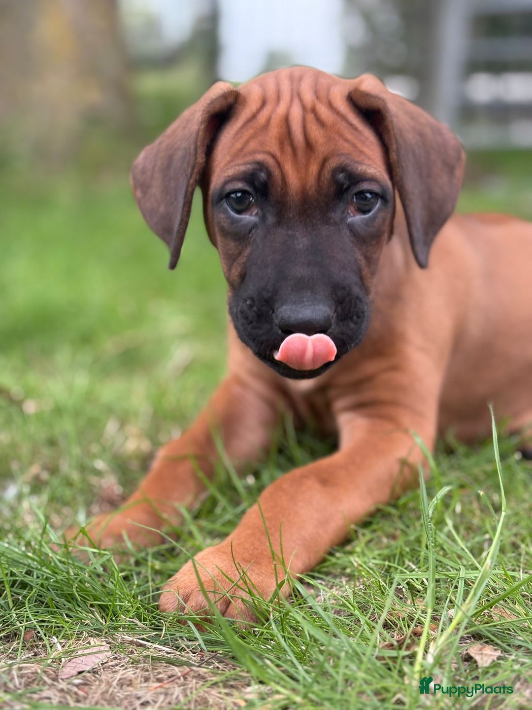Rhodesian Ridgeback honden te koop: Prachtige en lieve ridgeback pups met stamboom - Afbeelding 7