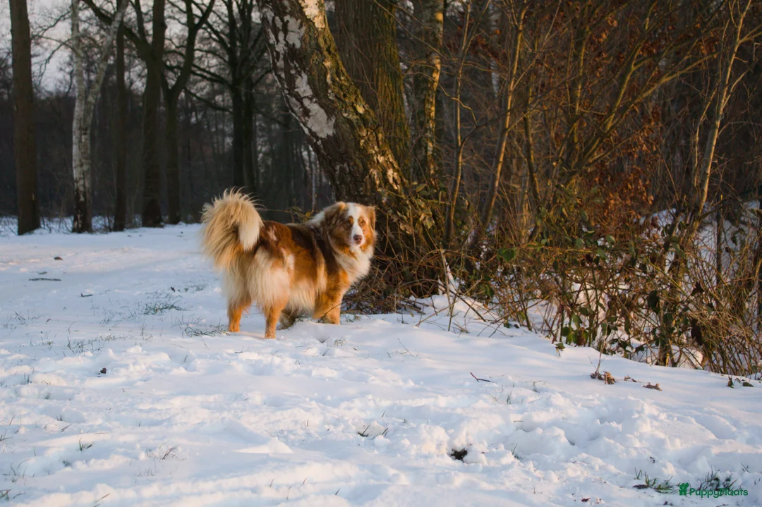 Australian Shepherd honden te koop: Nestaankondeging 06-04-2026 Australian shepherd - Advertentie 5