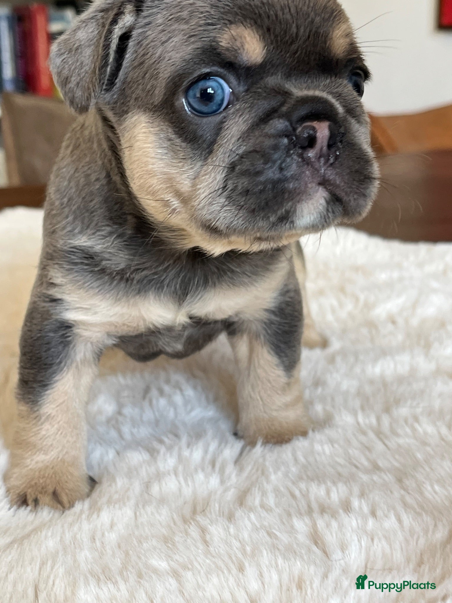 Franse Bulldog honden Franse Bulldog pups België  - Advertentie 1