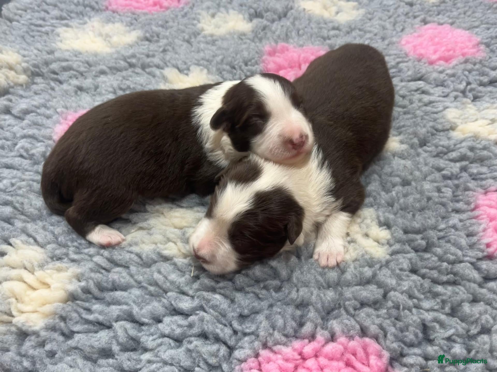 Border Collie honden Border collie pups met FCI stamboom - Advertentie 1