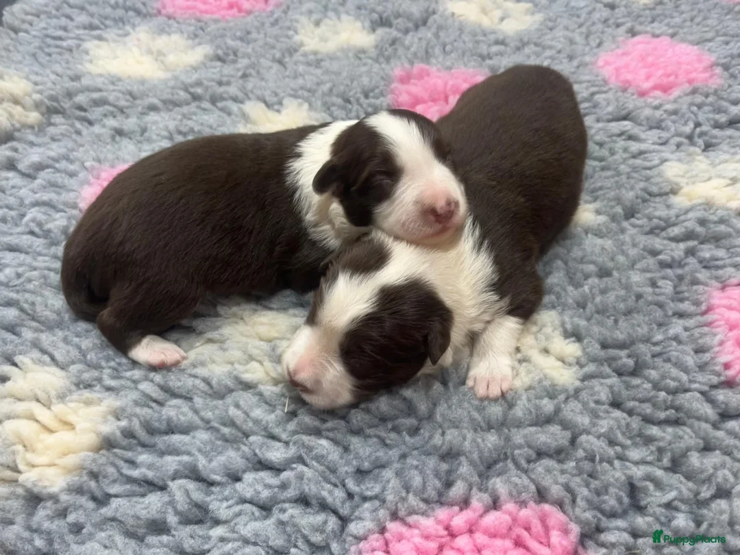 Border Collie honden te koop: Border collie pups met FCI stamboom - Advertentie 1