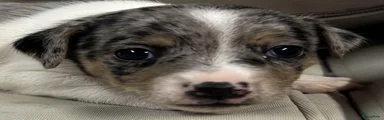 Tricolor bleu merle teefje