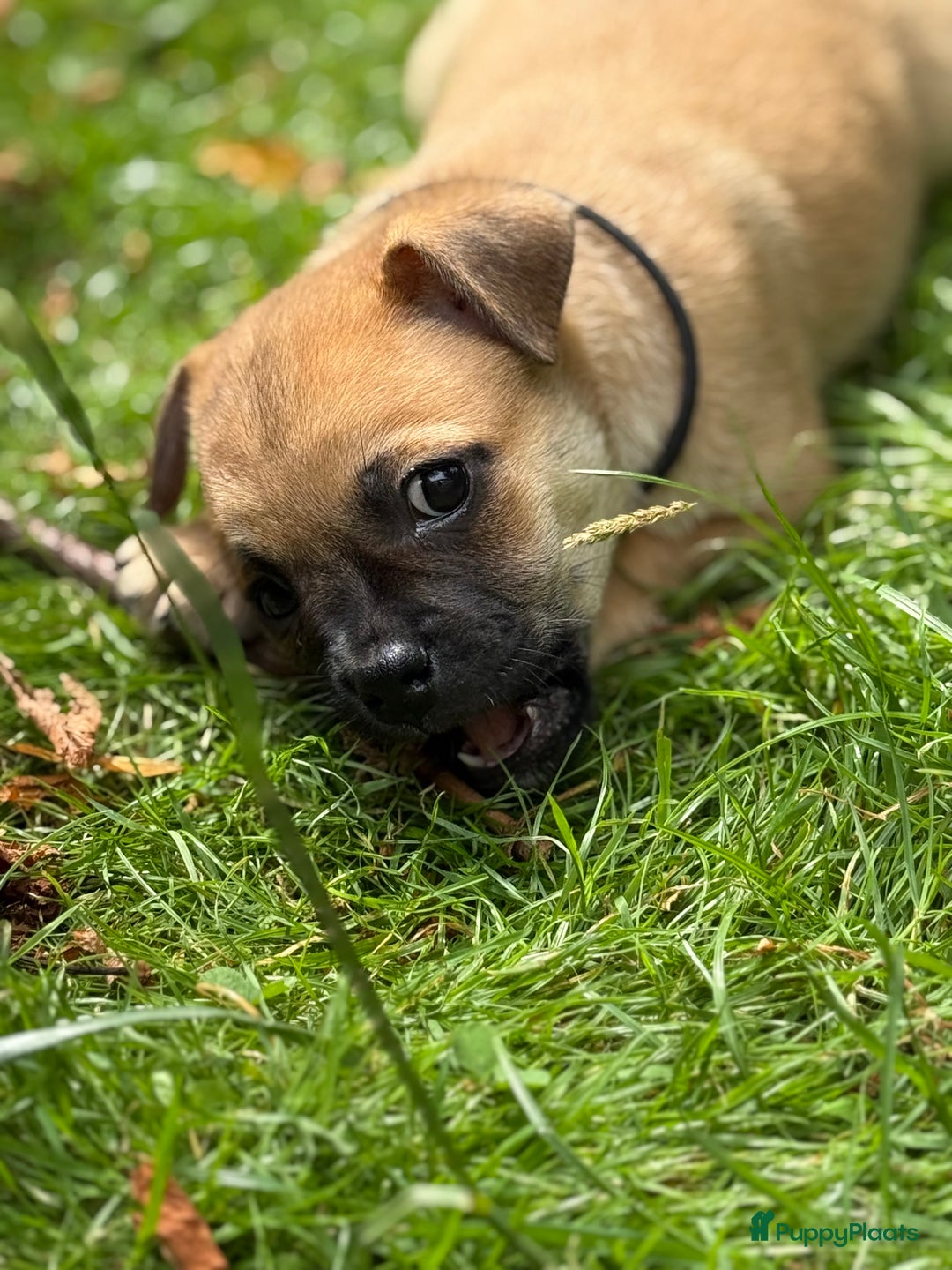 Kruising honden te koop: Kruising AHT American Hairless Terriër X Bulletje  in Hazerswoude-Rijndijk - Afbeelding 22