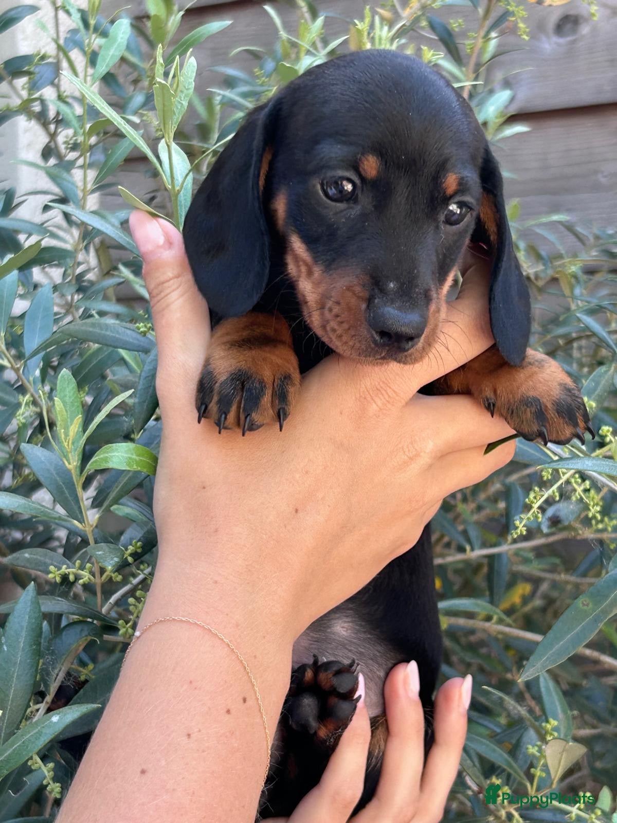 Ruwhaar Teckel honden te koop: ruwharig en gladharige black and tan  - Advertentie 2