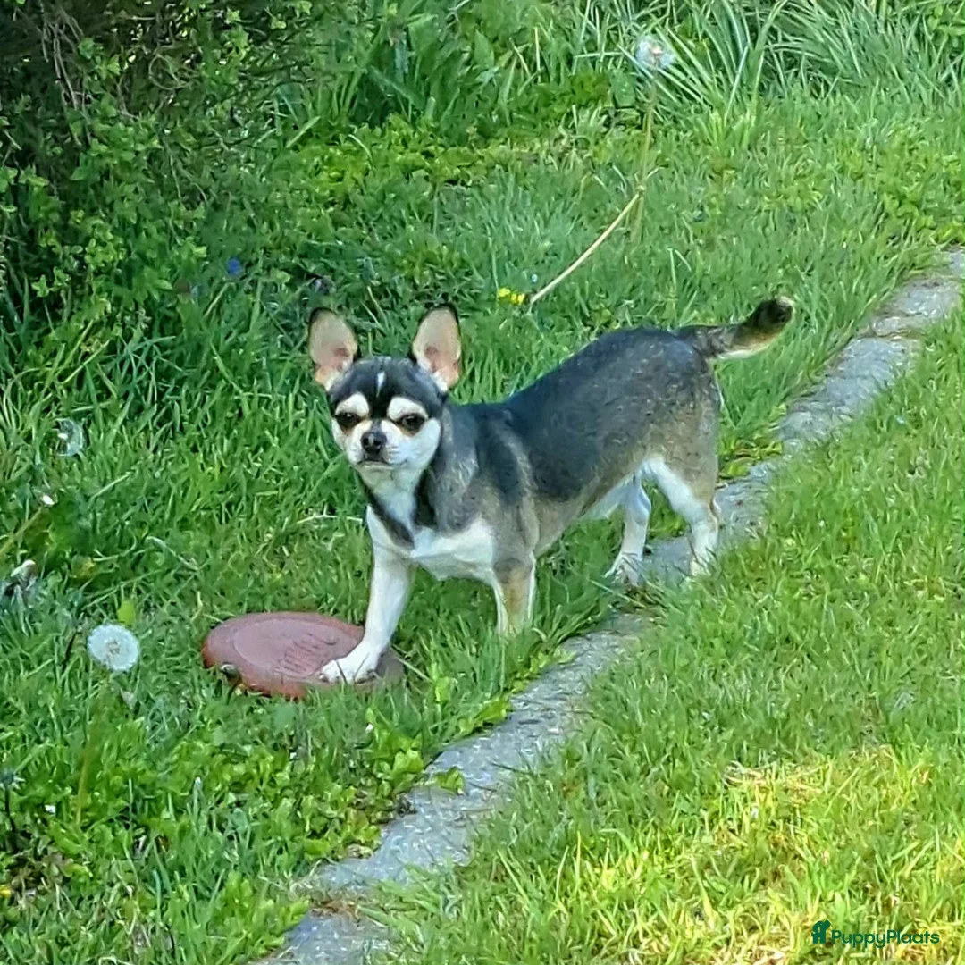 Chihuahua honden te koop: Chihuahua husky reu  - Advertentie 2