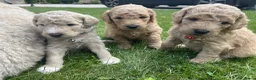 Labradoodle honden te koop: Prachtige medium labradoodle pups te koop in Breda - Advertentie 4