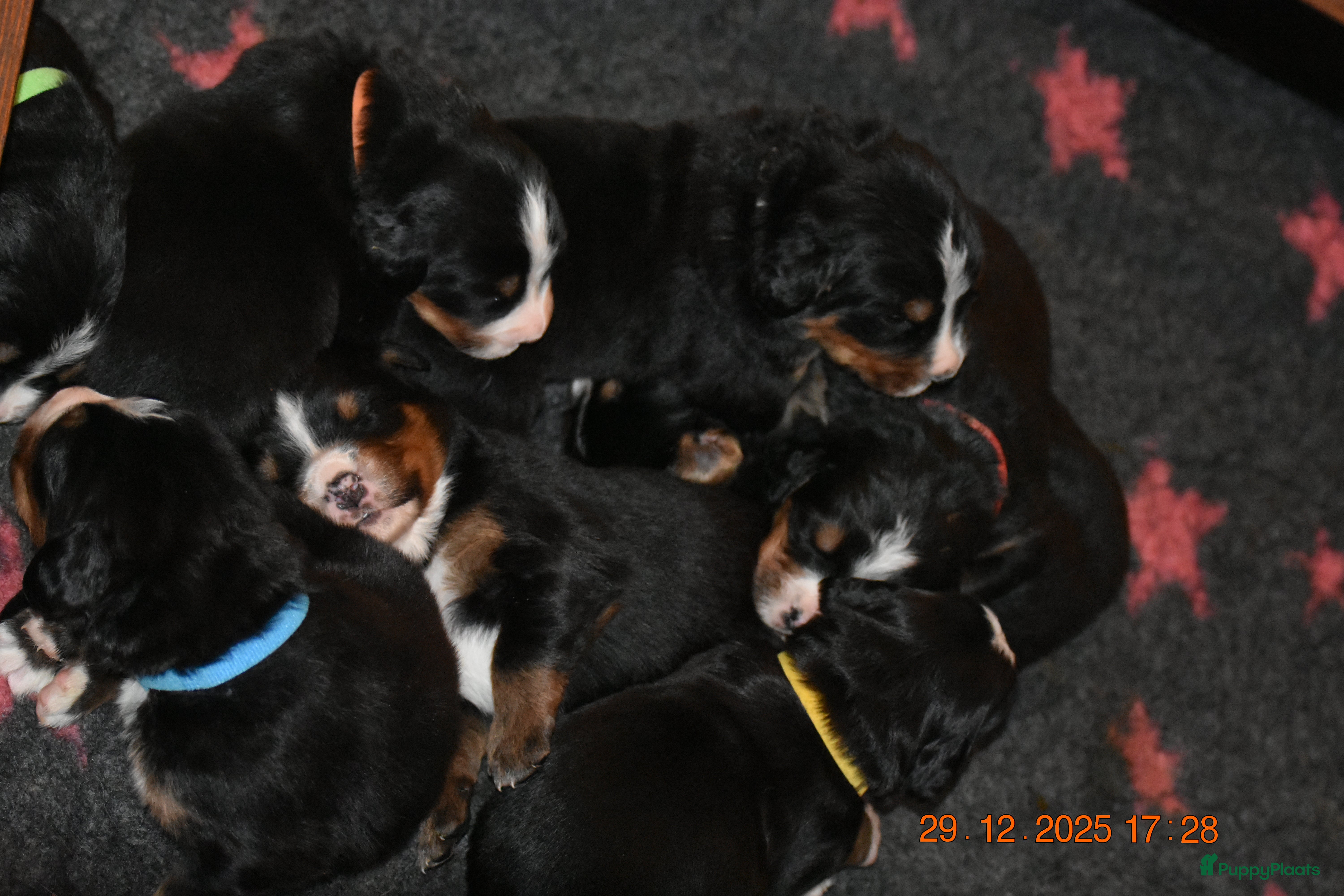 Berner Sennenhond honden Prachtige Berner Sennen Pups - Advertentie 3