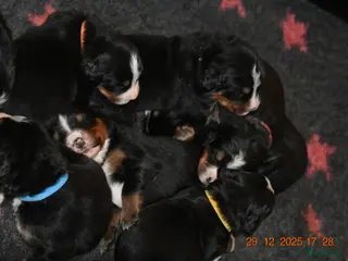 Berner Sennenhond honden Prachtige Berner Sennen Pups - Advertentie 3