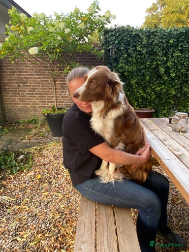 Galerij afbeelding {{count}}