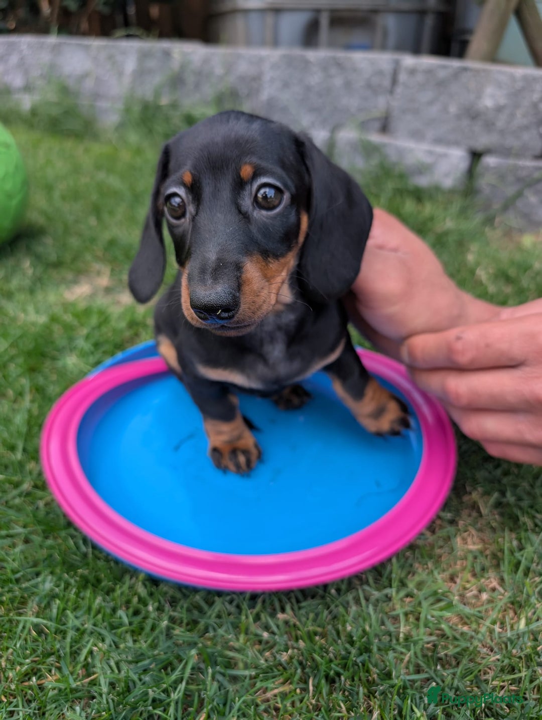 Teckel (korthaar)  honden te koop: Superlieve kortharige dwergteckels  - Afbeelding 8