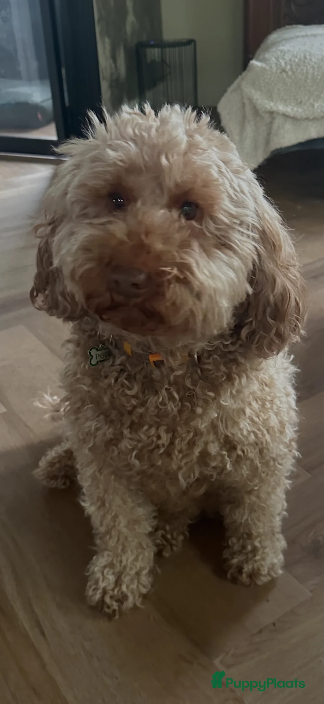 Australian Labradoodle honden te koop: Australian Labradoodle ( medium) - Advertentie 1