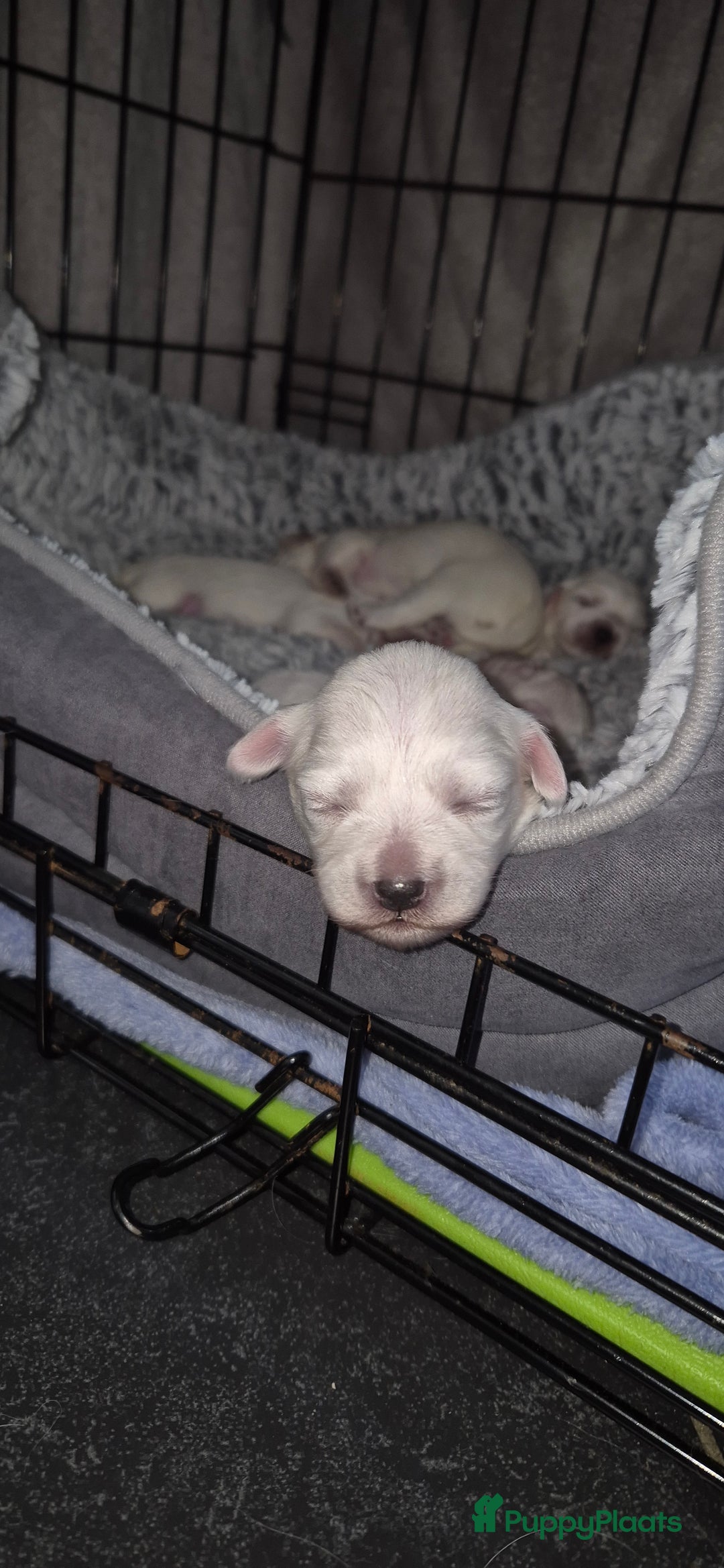 Maltezer honden te koop: Malteser toy - Advertentie 4