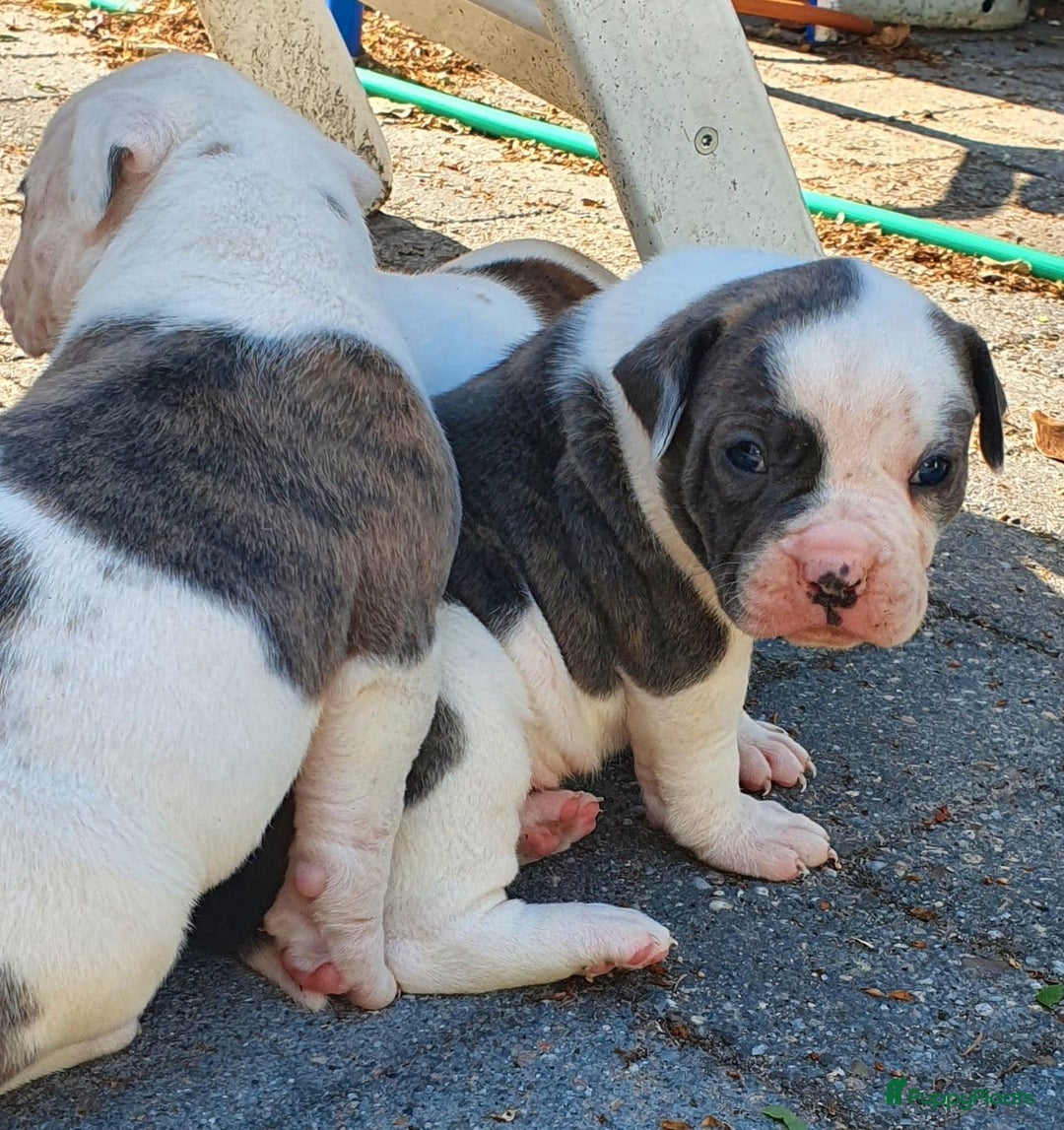 Amerikaanse Bulldog honden te koop: Supermooie Amerikaanse bulldog pups met stamboom - Afbeelding 4