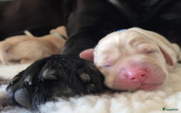 Labrador Retriever honden te koop: Zwarte en gele labrador pups met stamboom - Afbeelding 4