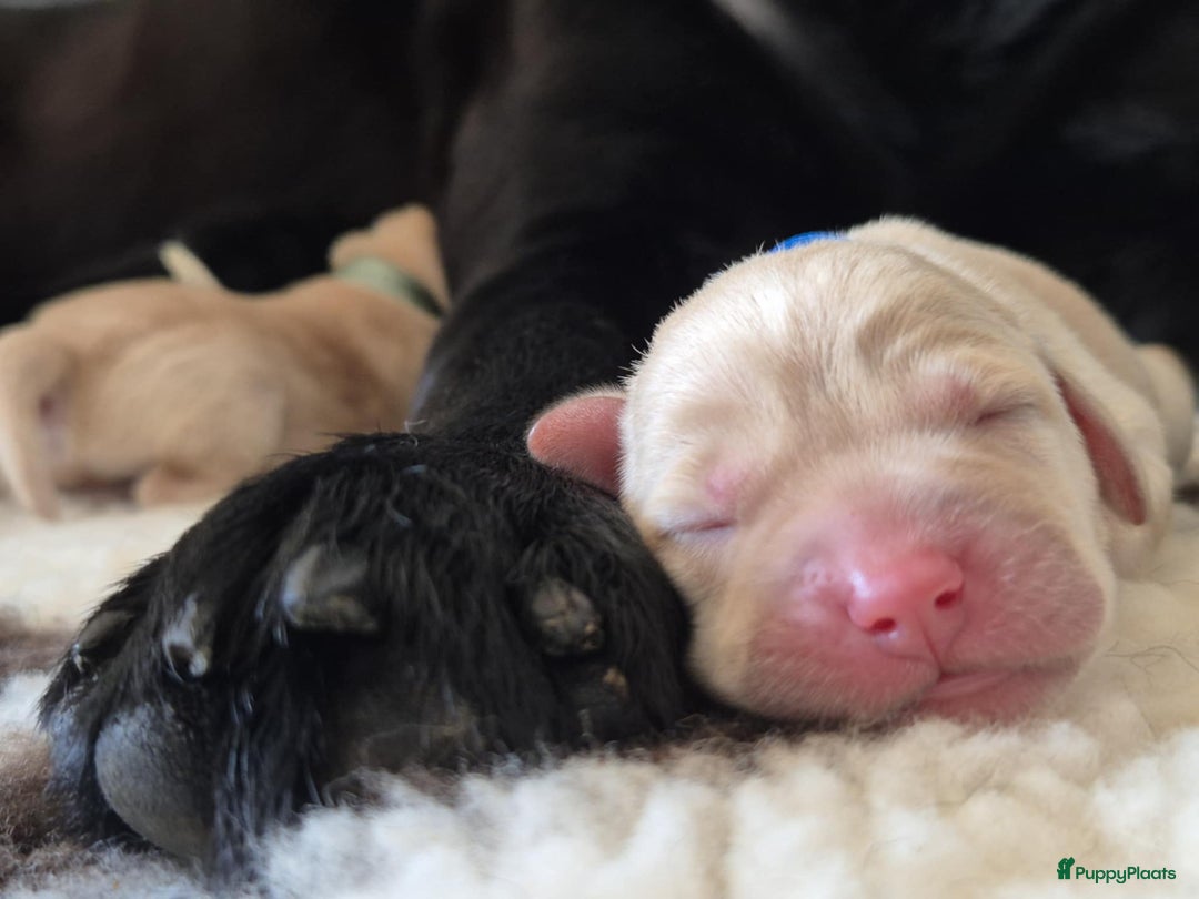 Labrador Retriever honden te koop: Zwarte en gele labrador pups met stamboom - Afbeelding 4