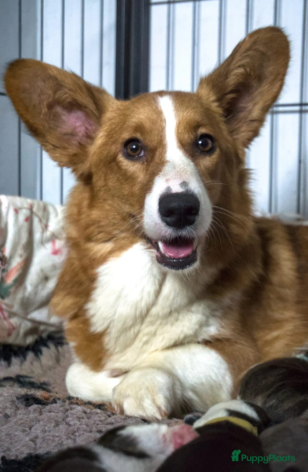 Welsh Corgi Cardigan honden te koop: Welsh Corgi Cardigan pup - Advertentie 4