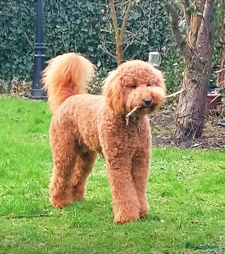 Galerij afbeelding {{count}}