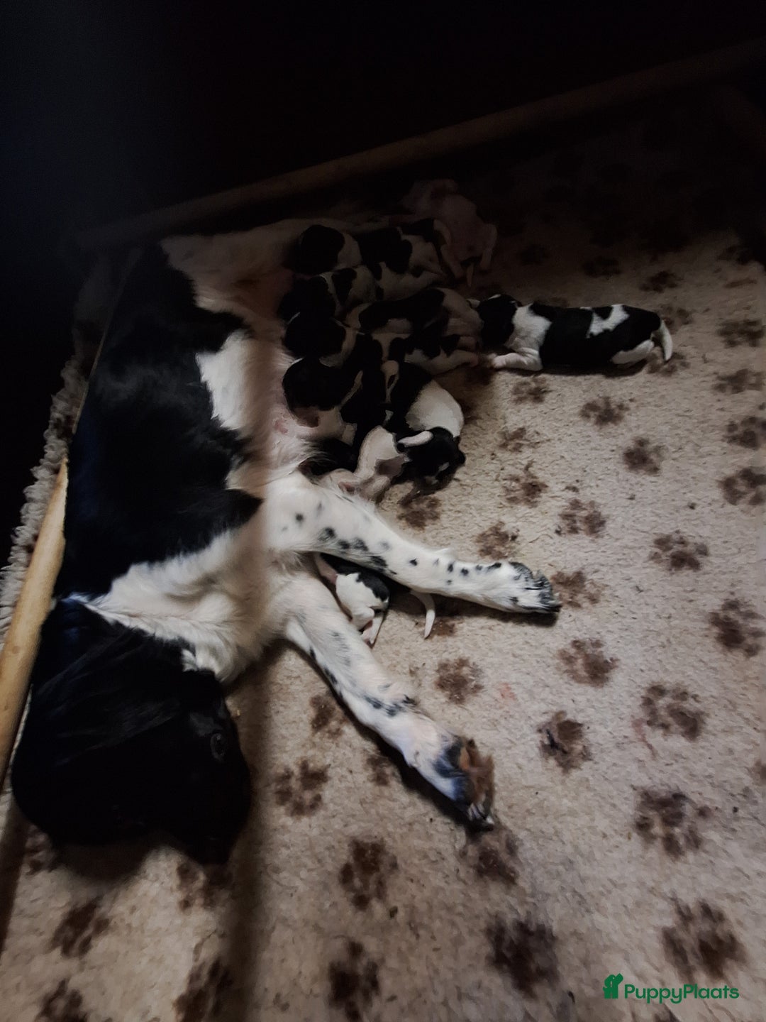 Friese Stabij honden te koop: Te koop Friese stabij pups - Advertentie 8