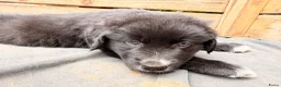 Kruising honden te koop: RESERVE LIJST/ 22 juli weg / incl. Video’s - Advertentie 1