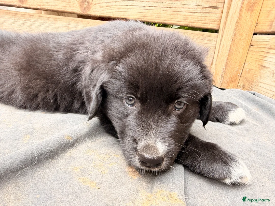 Kruising honden te koop: RESERVE LIJST/ 22 juli weg / incl. Video’s - Advertentie 1