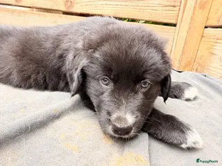 Kruising honden Over 1 week naar huis - incl. voorstel video 13/7 - Advertentie 2