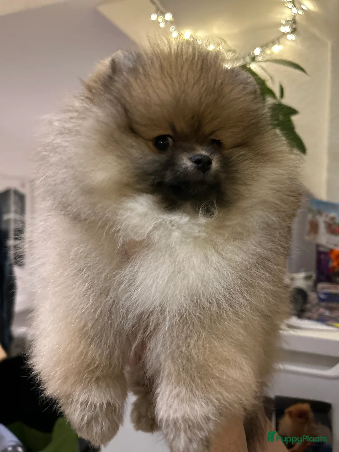 Pomeriaan honden te koop: ❤️Pomeranian❤️ - Advertentie 5