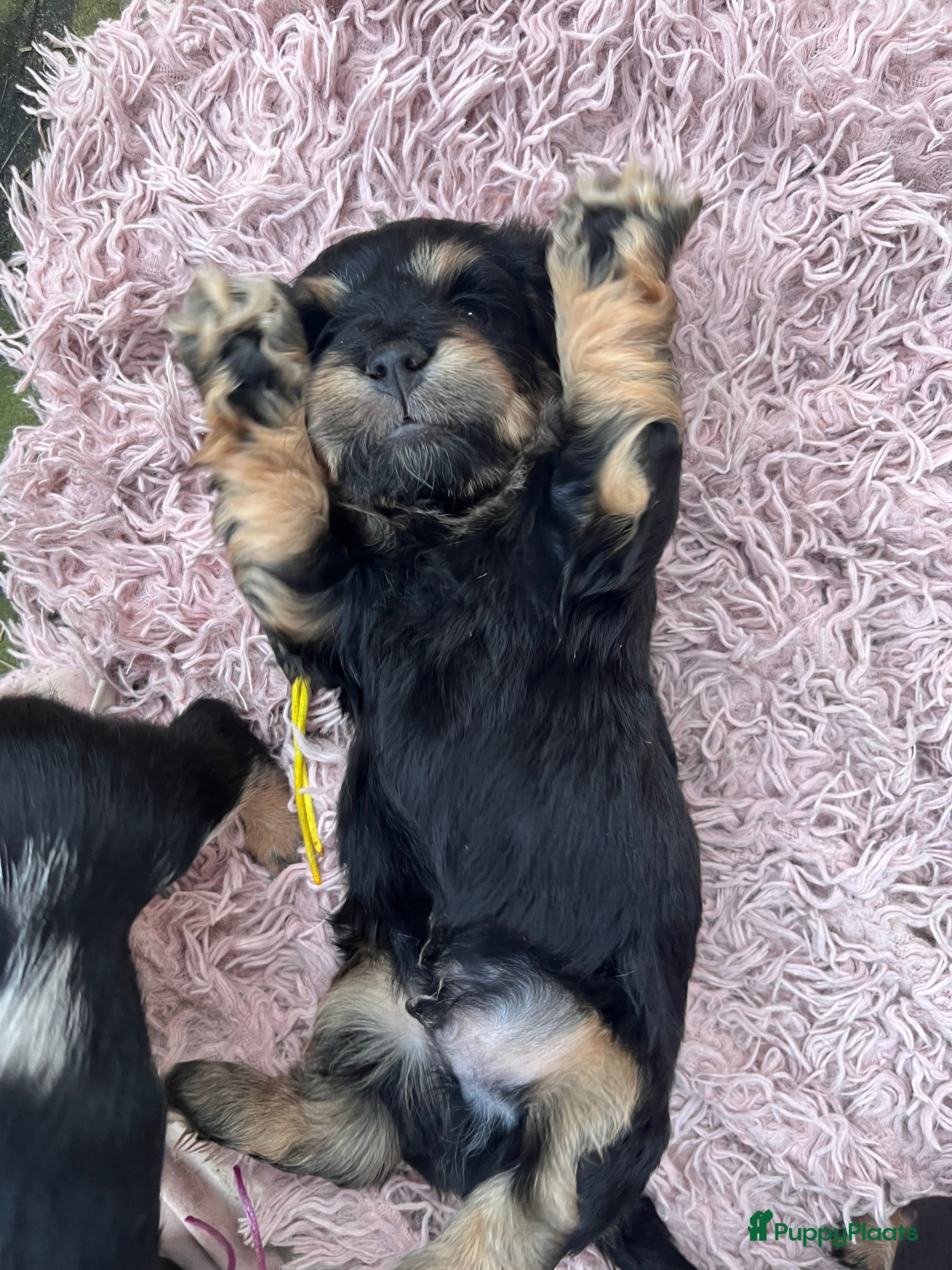 Kruising honden 🤩MALLETECKEL😍🐾dwergteckel X maltezer 🐾  - Advertentie 4