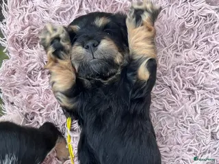 Kruising honden 🤩MALLETECKEL😍🐾dwergteckel X maltezer 🐾 - Advertentie 3