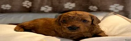 Dwergpoedel honden te koop: 🐾 Te koop: 2 prachtige dwergpoedel puppy’s 🐾 - Advertentie 9