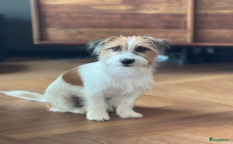 Jack Russel Terriër honden - Advertentie 1