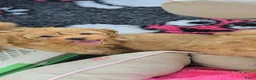 Maltipoo honden te koop: Mooie Maltipoo Pups puppies ( toy poedel ) - Advertentie 16