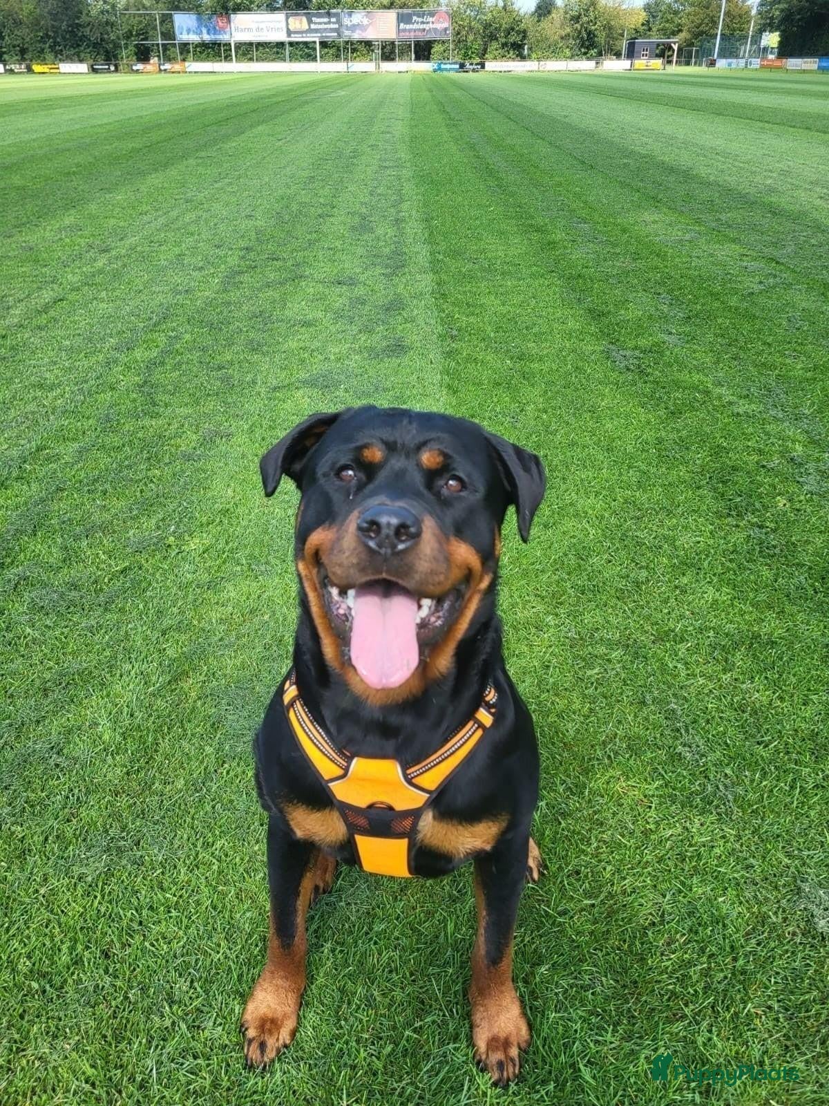 Rottweiler honden Prachtig mooie Rotweiler pups te koop! - Advertentie 1