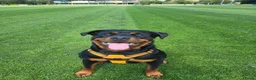 Rottweiler honden te koop: Prachtig mooie Rotweiler pups te koop! - Advertentie 1