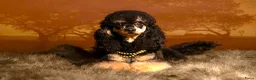 Poedel Toy honden te koop: VERWACHT Toy Poedel x Dwergpoedel - Advertentie 2