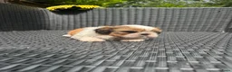 Shih Tzu honden te koop: drie raszuivere reutjes 7 weken oud 🐶 - Advertentie 12