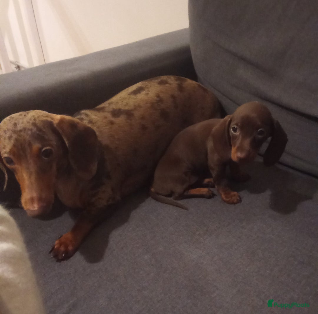 Teckel (korthaar)  honden te koop: Dwerg teckels opzoek naar gouden mandje. - Advertentie 1