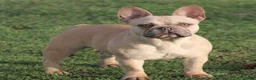 Franse Bulldog honden te koop: Franse Bulldog pups met stamboom mogen mee - Advertentie 4