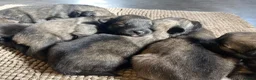 Keeshond honden te koop: Wolfsgrijze keeshond pups - Advertentie 3