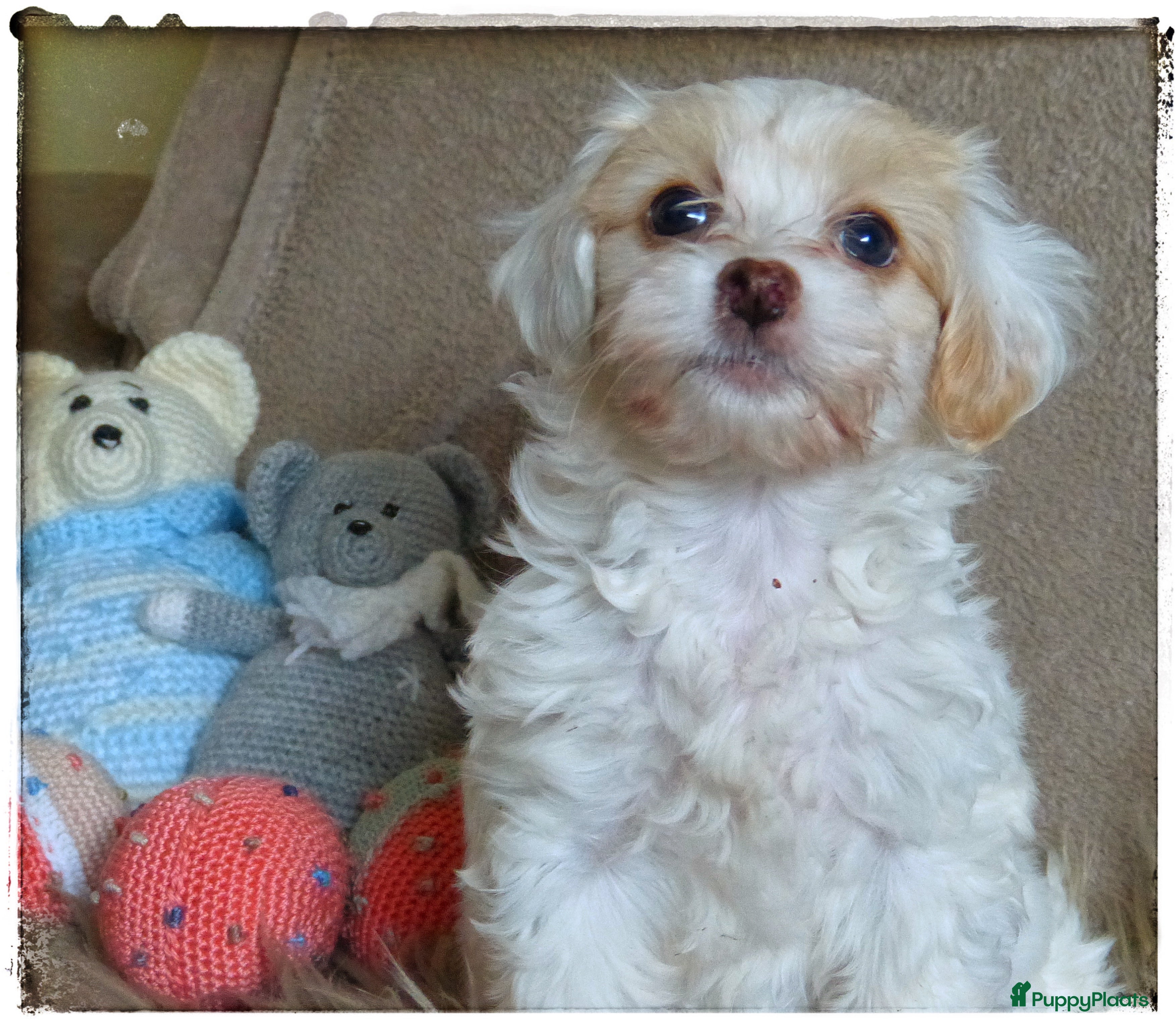 Maltipoo honden Maltipoo pups - Advertentie 4